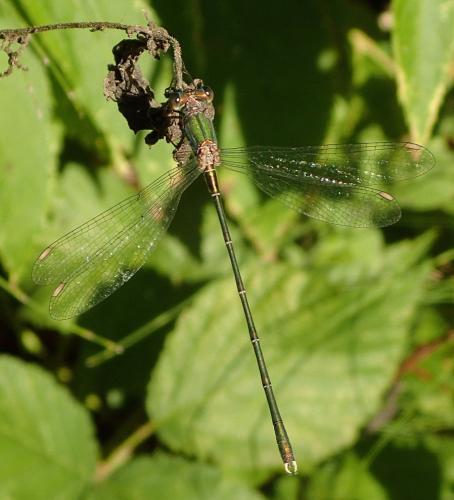 Chalcolestes viridis